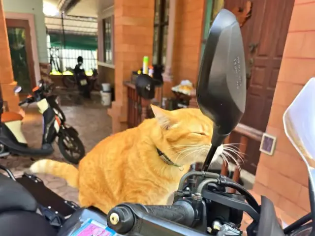 For rent Benelli TRK502 2018