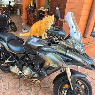 For rent Benelli TRK502 2018