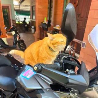 For rent Benelli TRK 502 2018